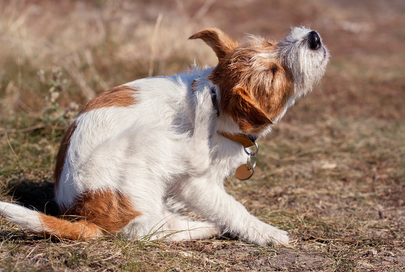 Futtermittelunverträglichkeiten bei Hunden können zu Allergien führen