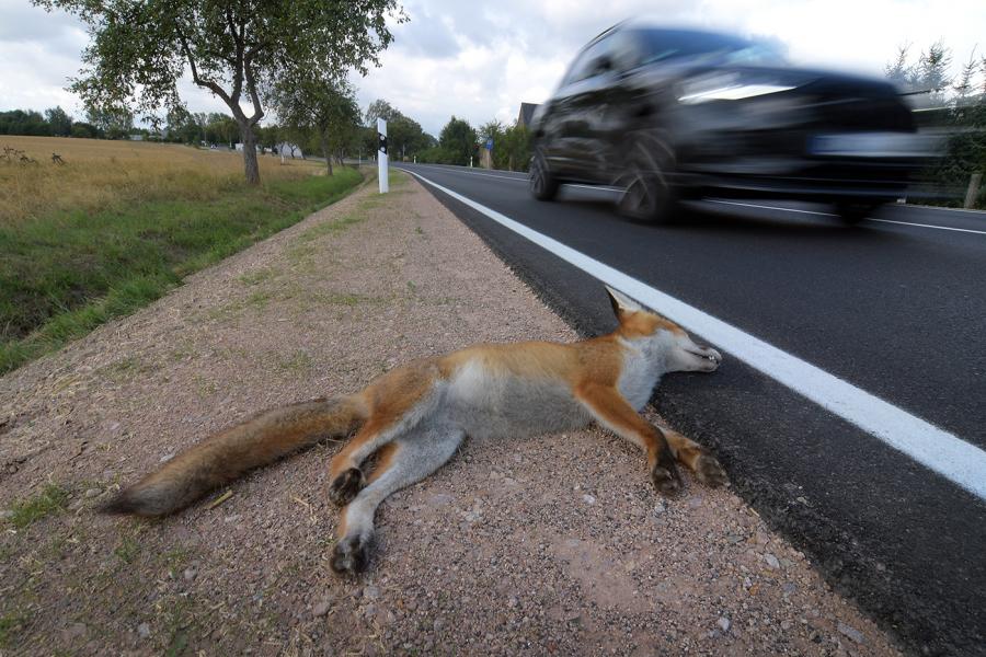 Verkehrsunfälle Mit Wildtieren - Richtiges Verhalten Im Schadensfall ...