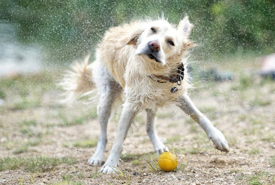 Nasse Ohren bei Hunden können zu Ohrenentzündungen führen