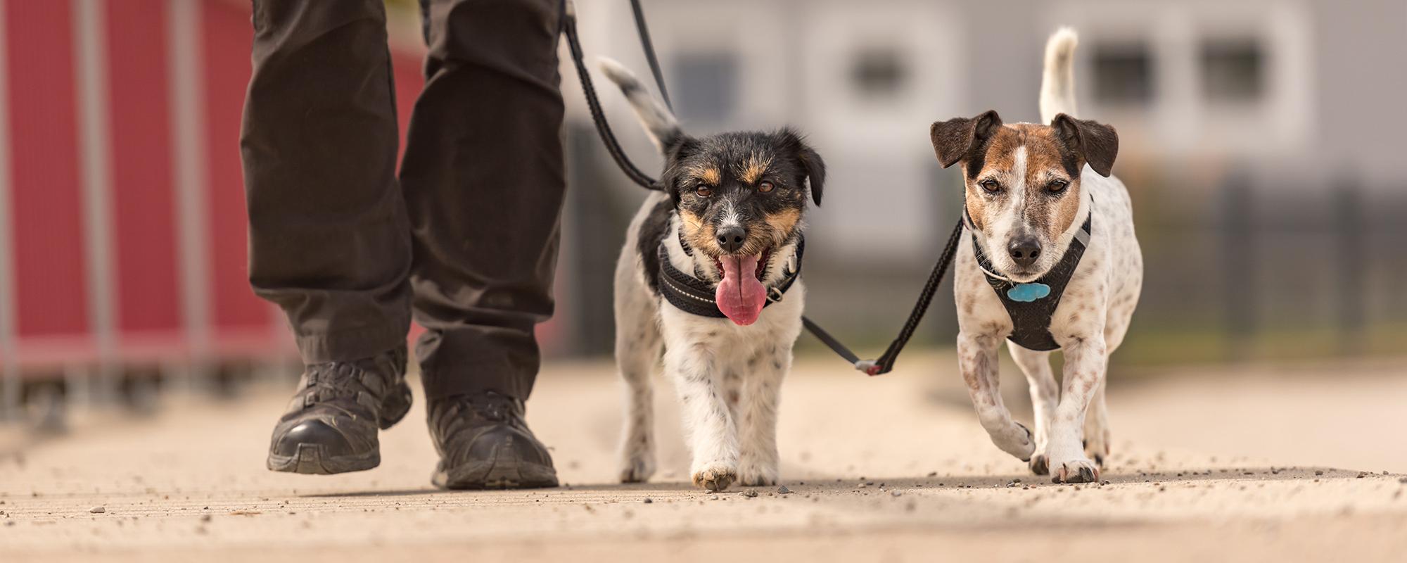 meerhundehaltung gassi gehen mit mehreren hunden