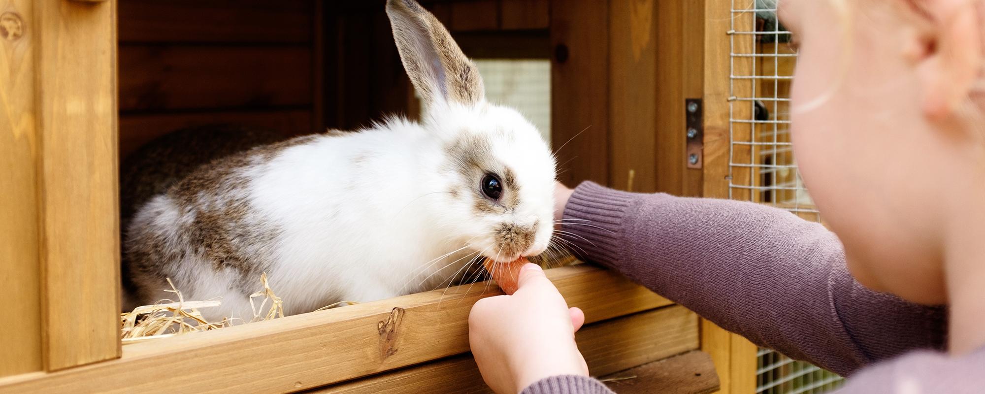 Hase füttern Hasen halten