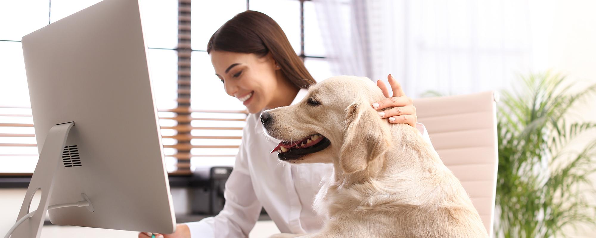 hund am arbeitsplatz hund am arbeitsplatz - das ist zu beachten