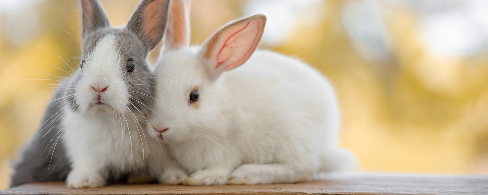 Halen von Kaninchen Haltung von Kaninchen