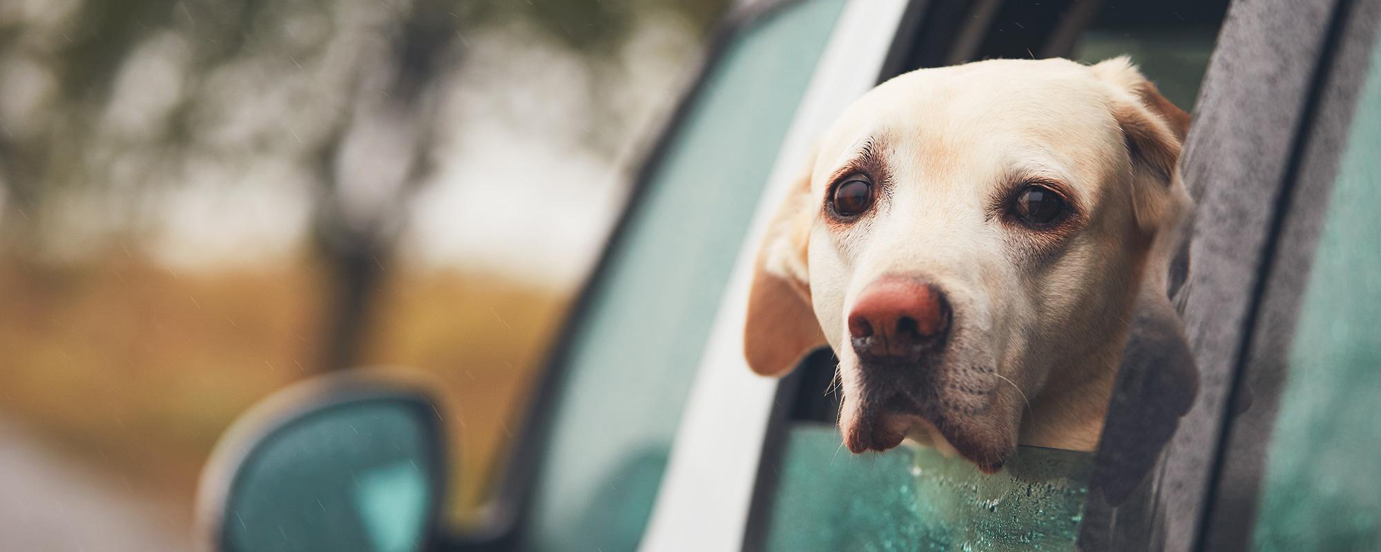 Hund im Auto