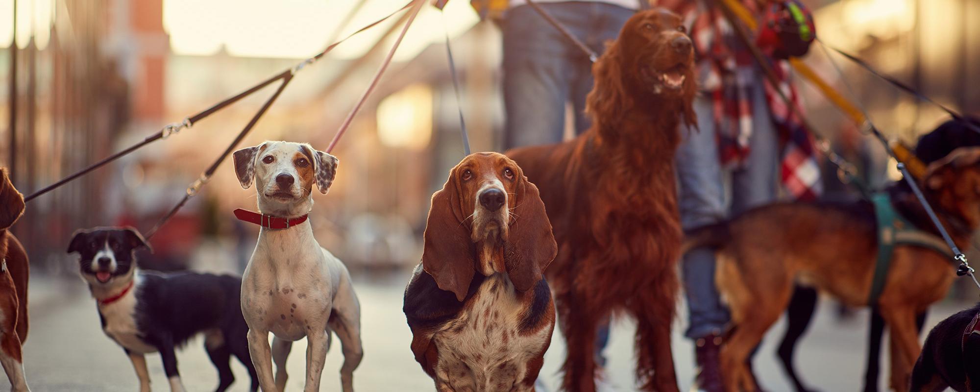 Hundesitting