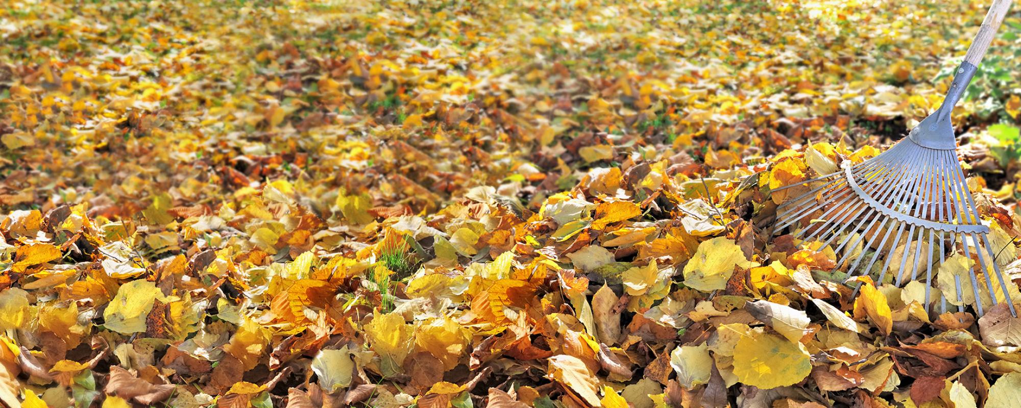 Herbstlaub