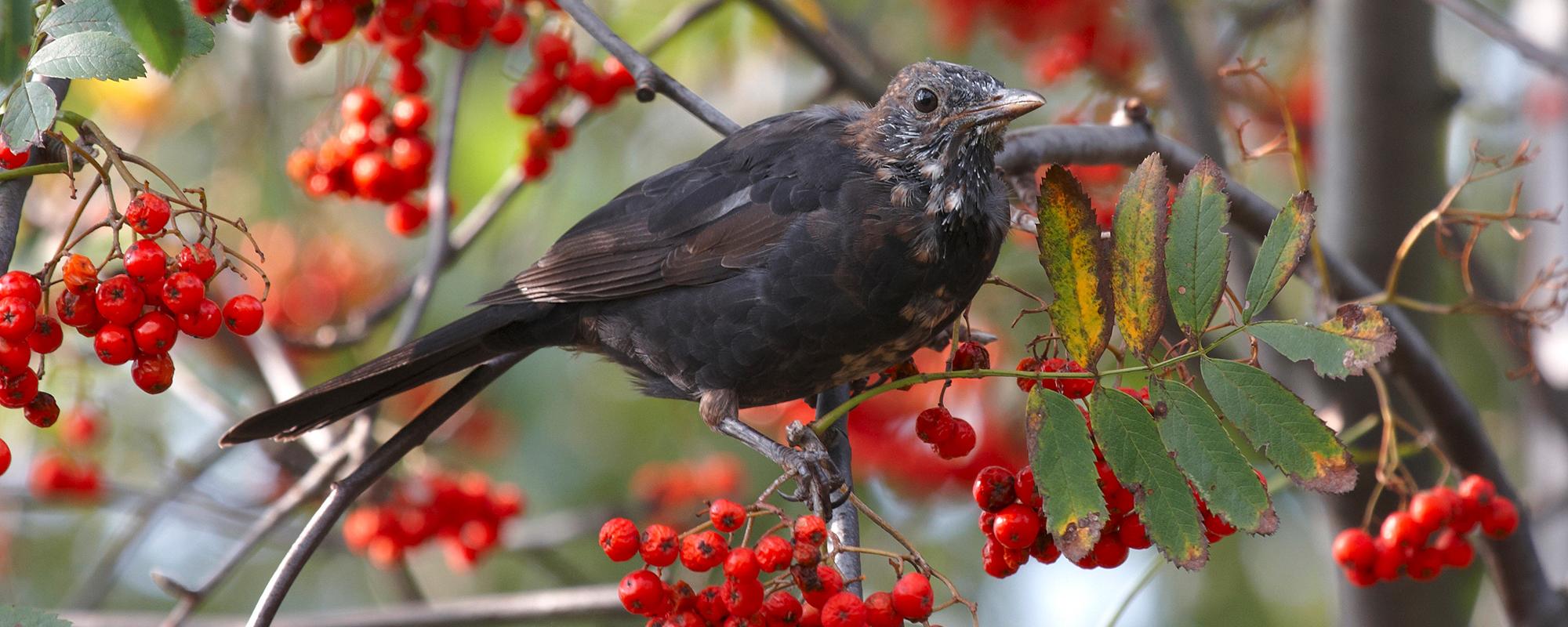 Amsel im Beerenstrauch