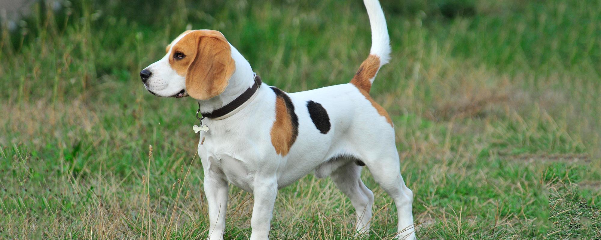 Beagle