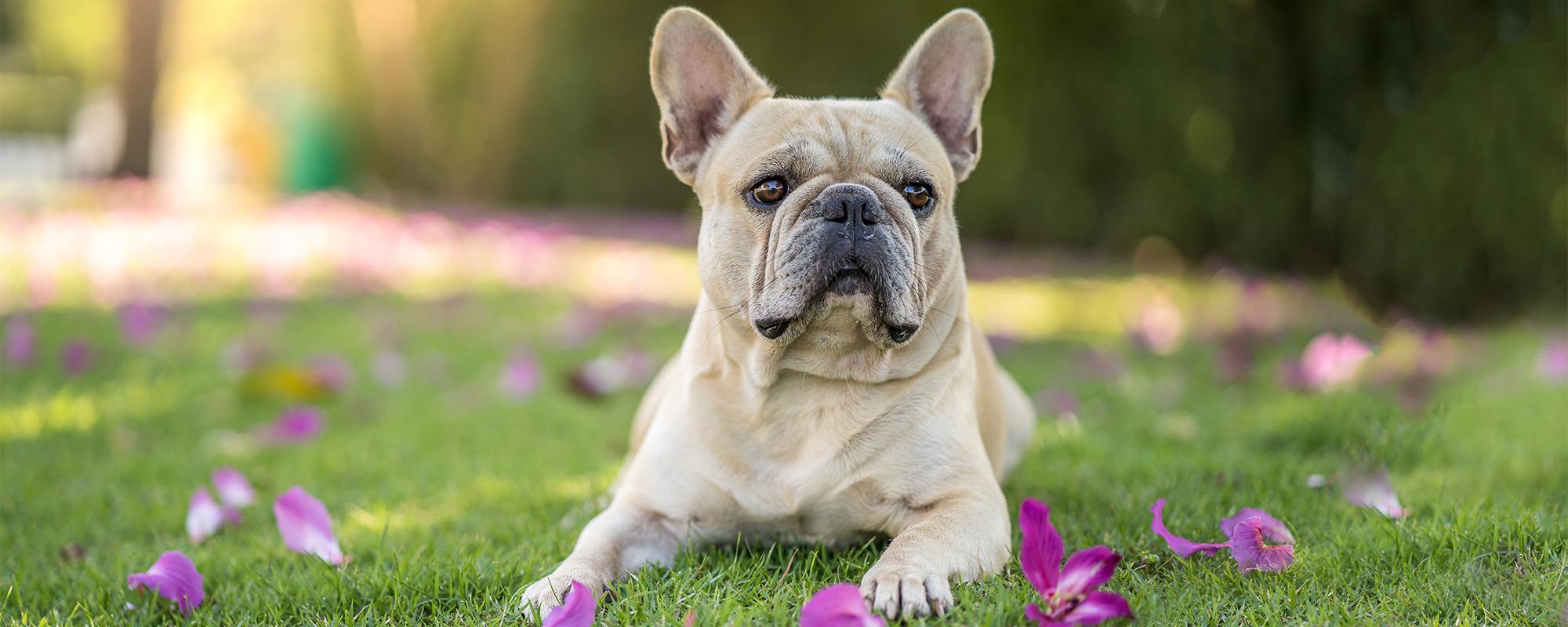 Französische Bulldogge