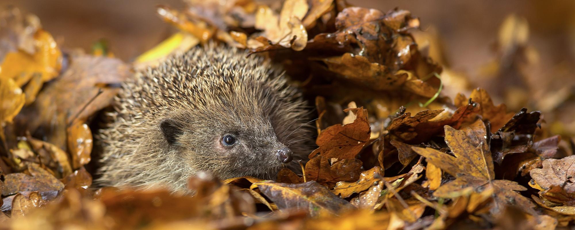Igel im Laub