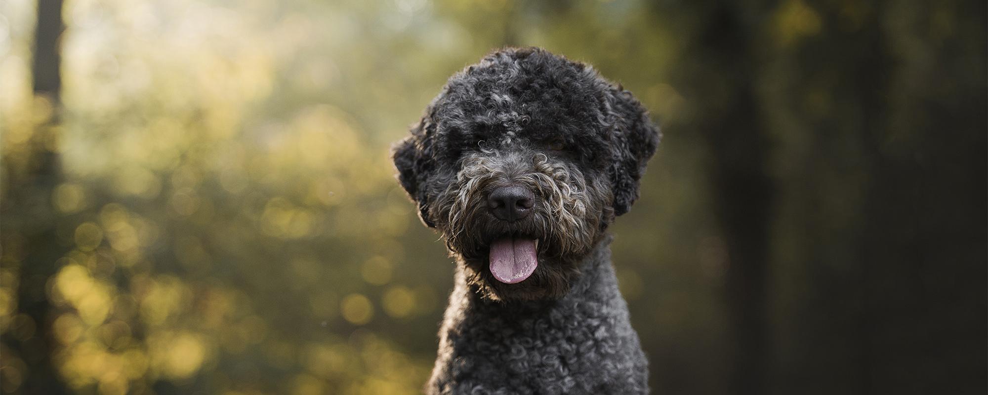 Lagotto Romagnolo