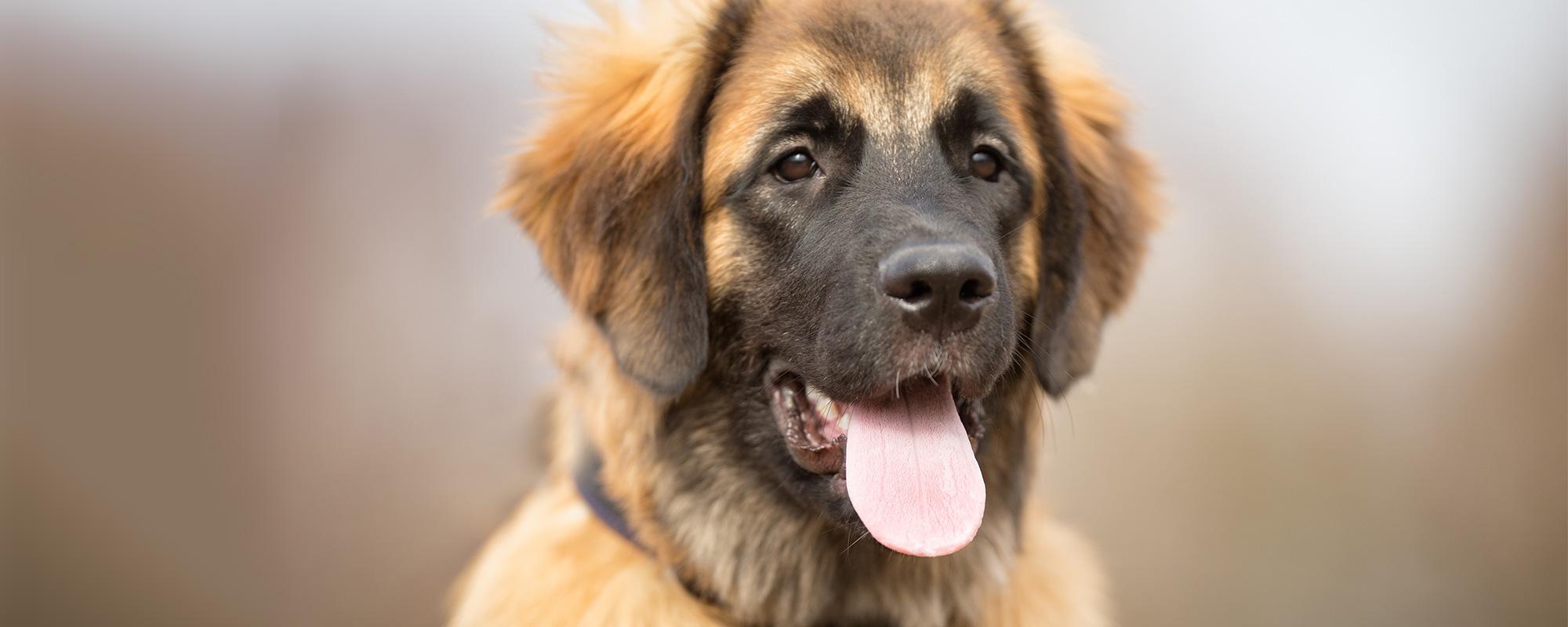 Leonberger