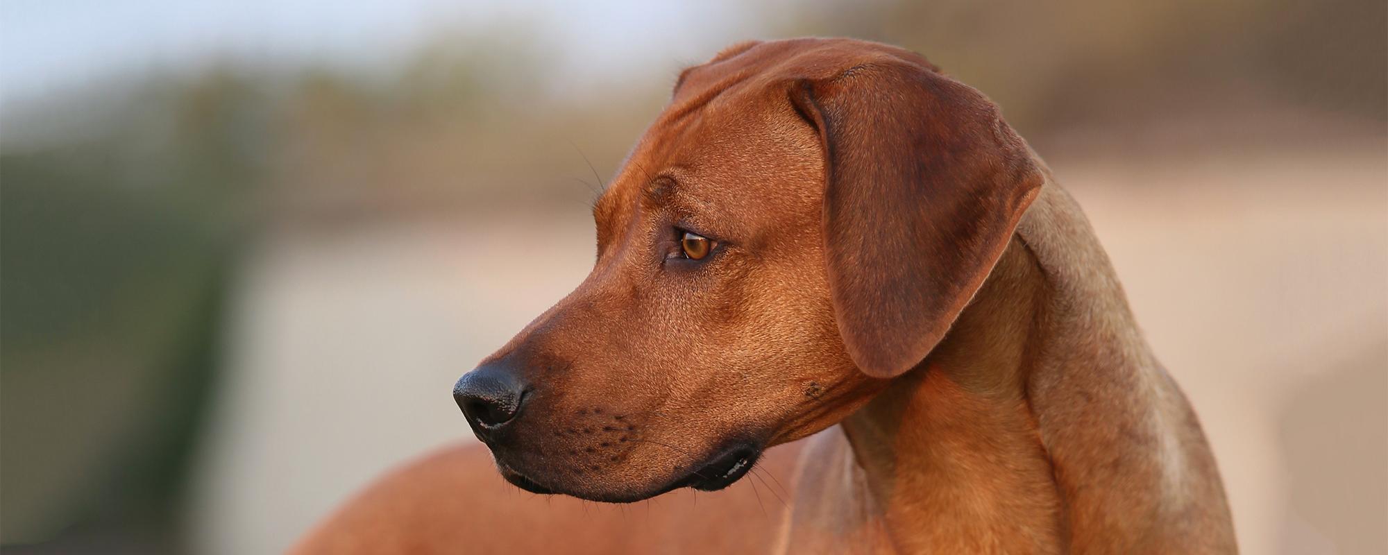 Rhodesian Ridgeback