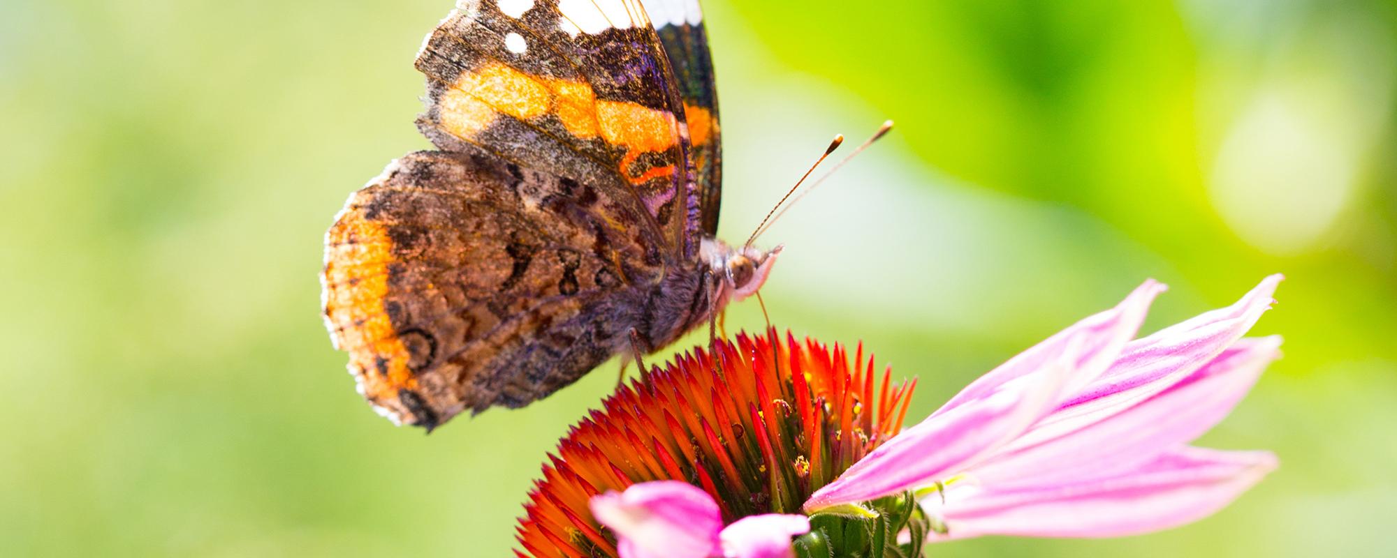 schmetterling schmetterling