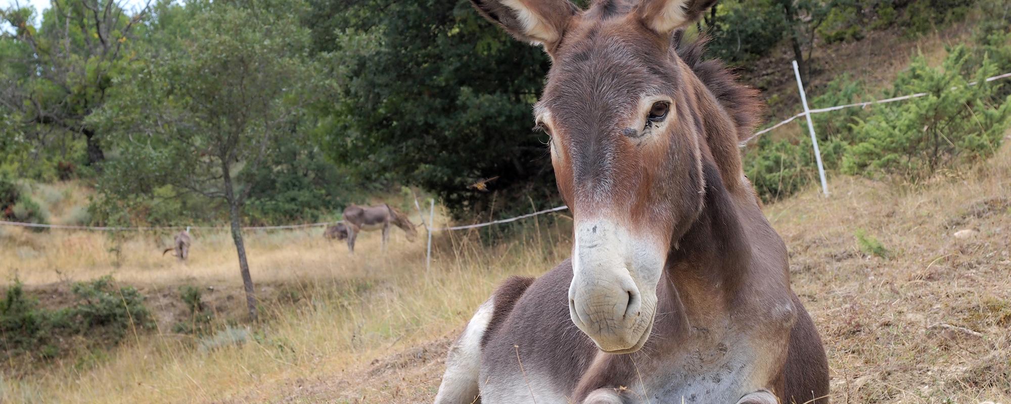 Tierärzte im Einsatz