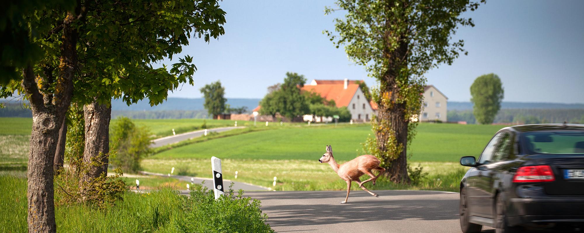 wildtiere im strassenverkehr Richtiges Verhalten bei Verkehrsunfälle mit Wildtieren