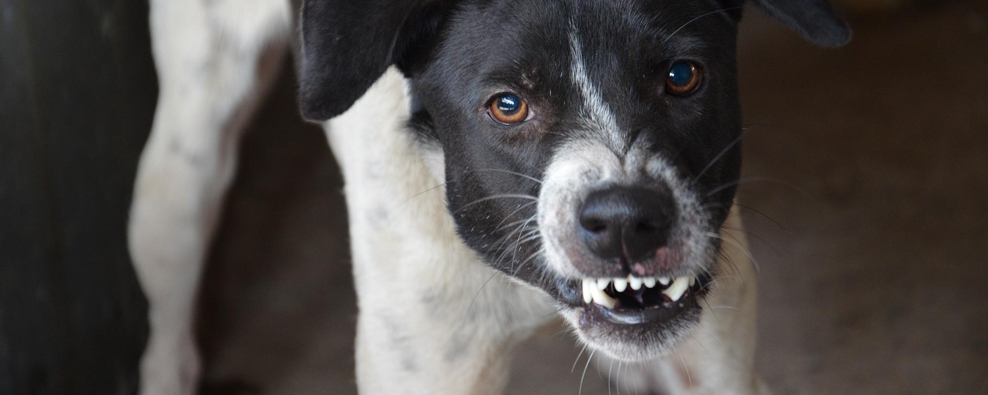 Warum Hunde aggressives Verhalten an den Tag legen