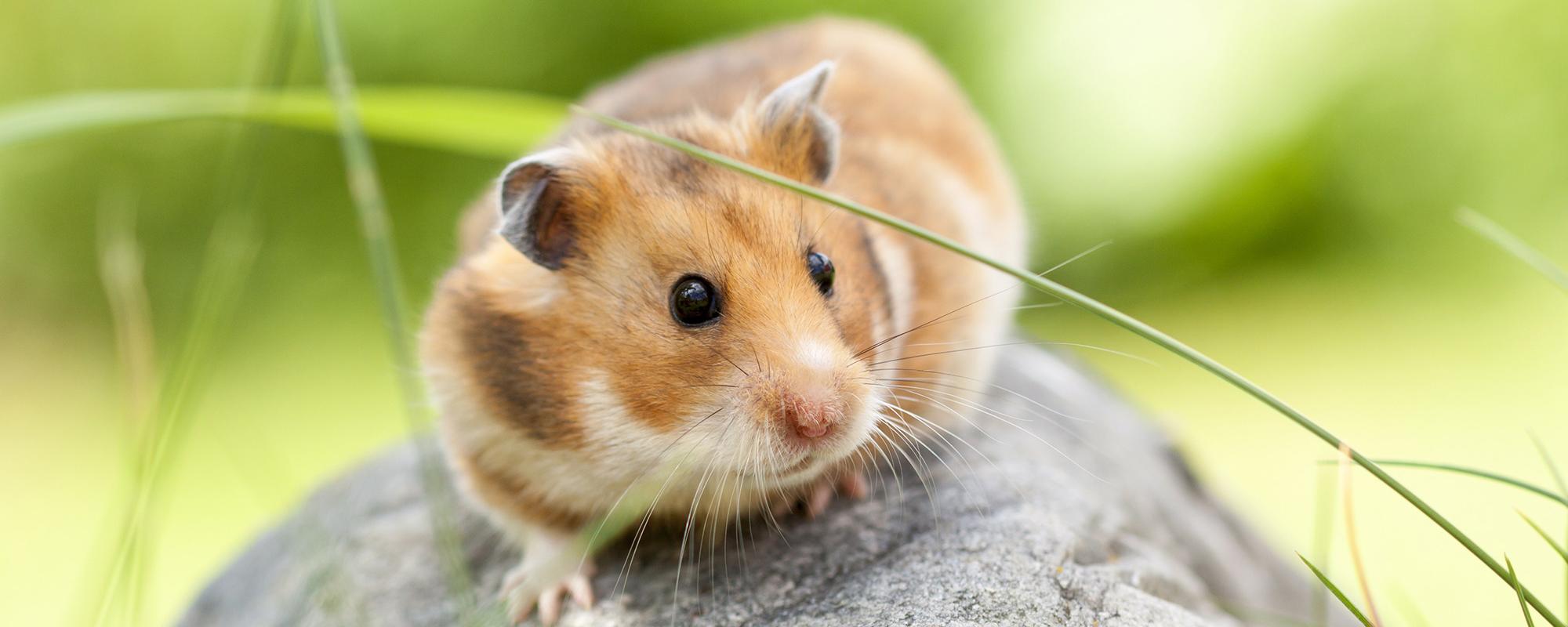 goldhamster