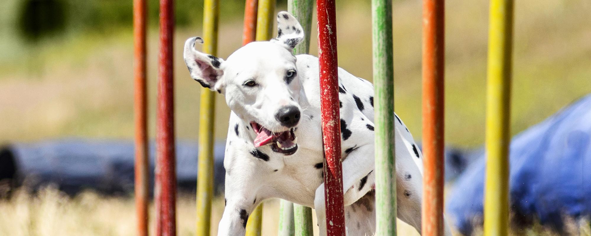 hund agility dalmatiner Wie motiviert man Hunde zum lernen?