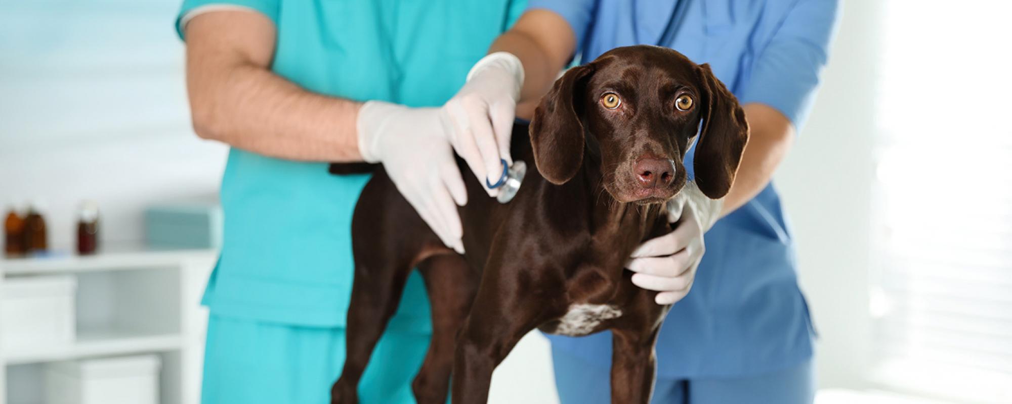 hund beim tierarzt Virale Durchfallerkrankungen beim Hund – Verlaufsformen und Heilungschancen