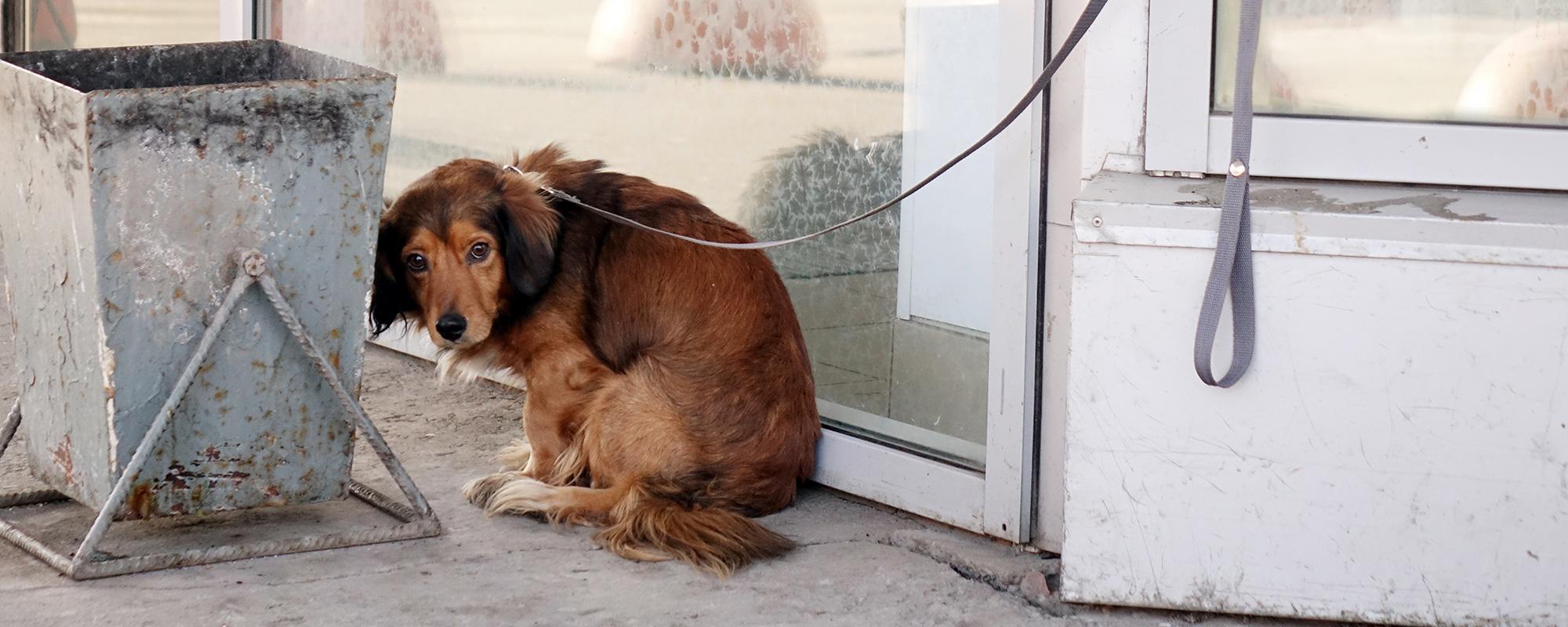 hund ausgesetzt Das Aussetzen von Hunden und anderen Haustieren ist in der Schweiz verboten