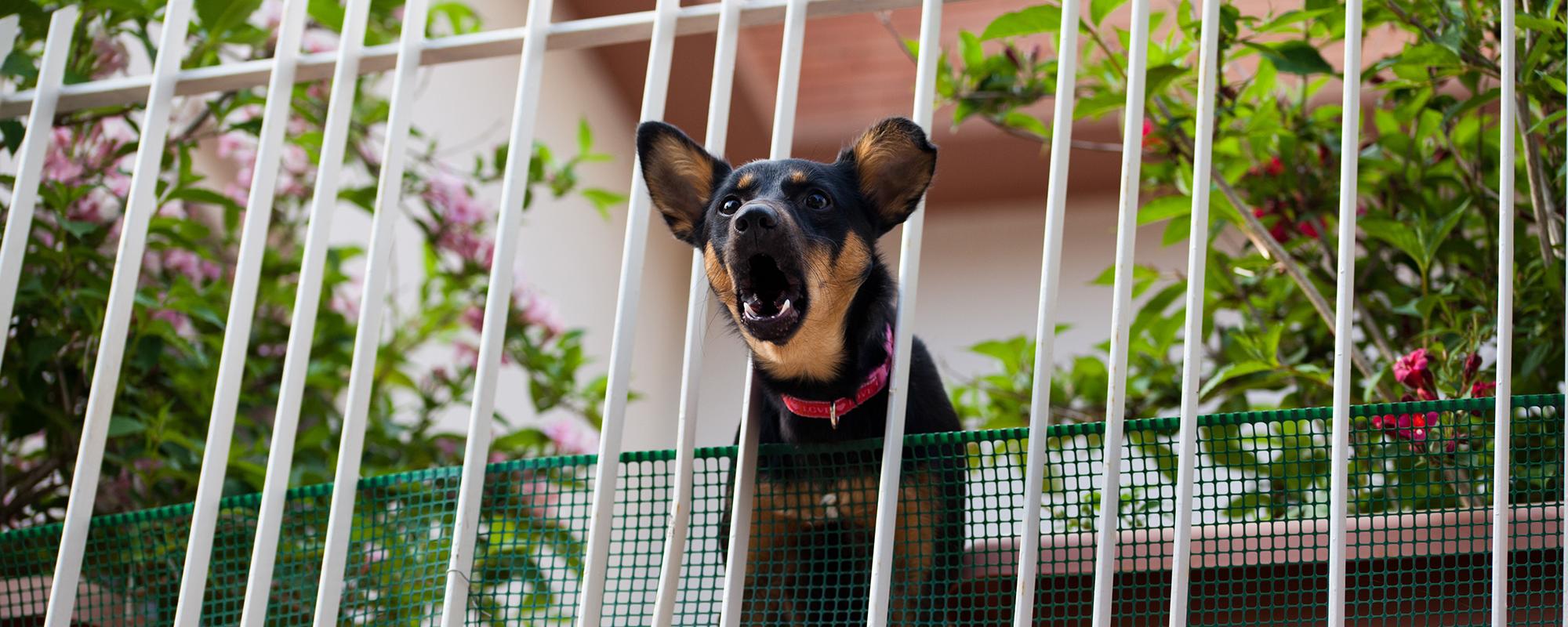 Hundegebell auf dem Balkon - ärgerlich für Nachbarn und Hundehalter