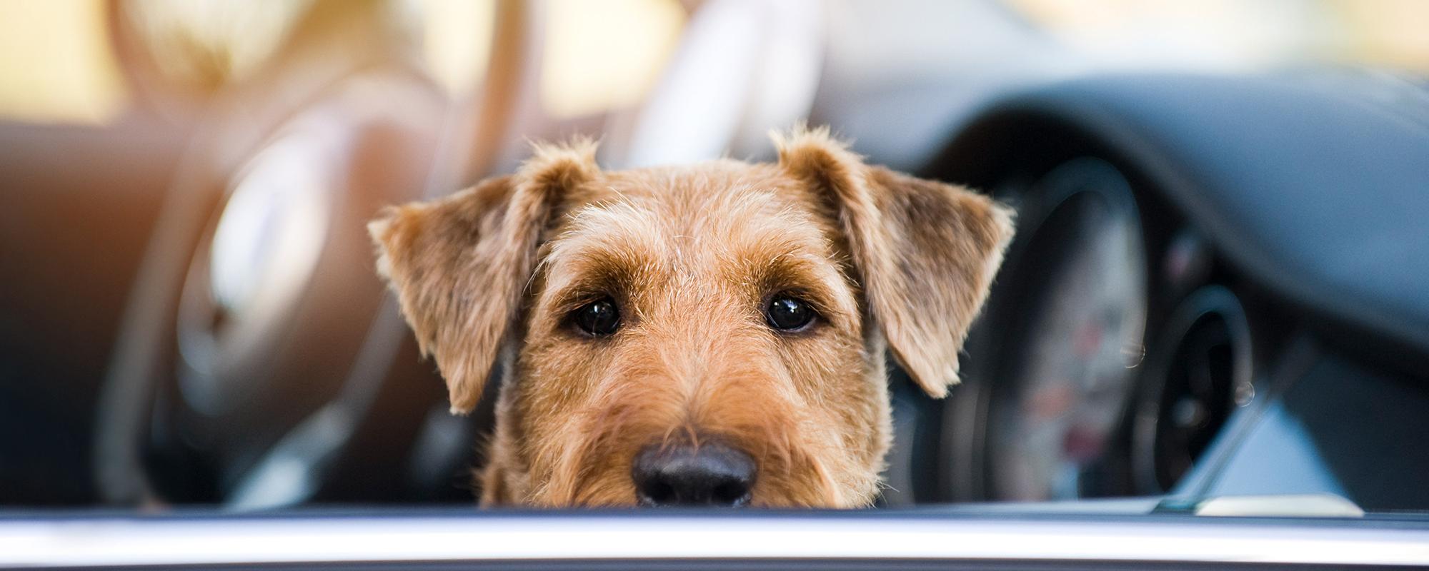 ein zurückgelassener Hund in einem an der Sonne geparkten Auto - eine Todesfalle