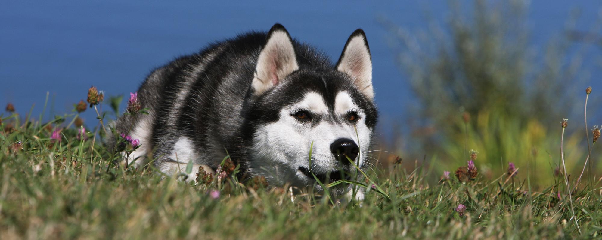 Das Jagdverhalten von Hunden – eine Herausforderung für jeden Hundehalter