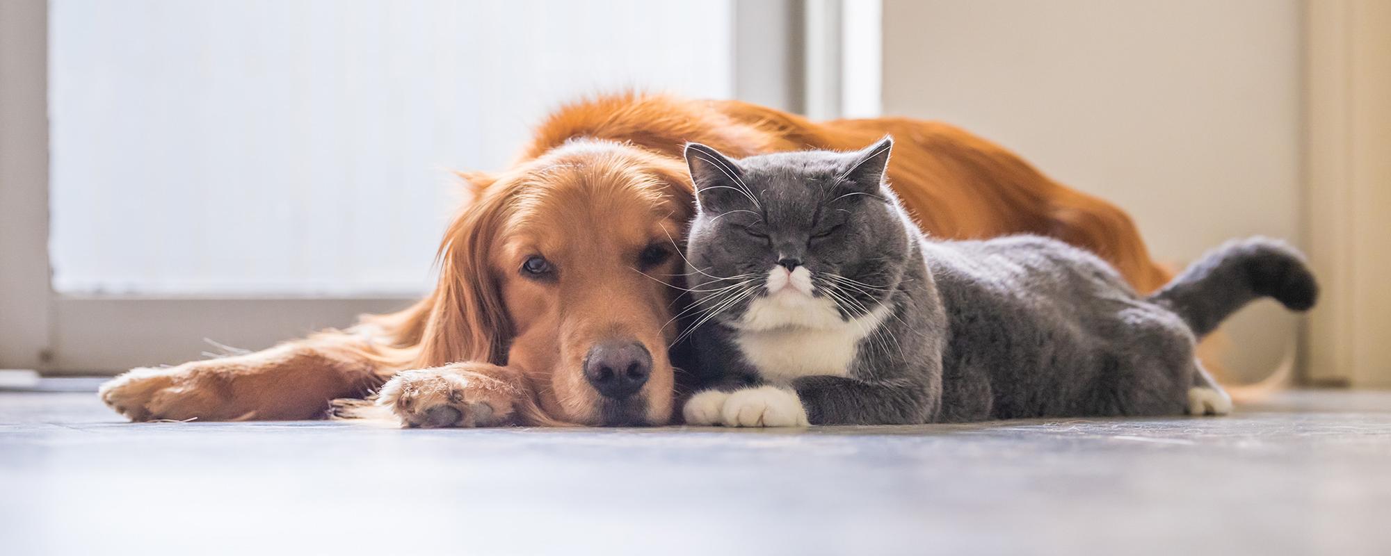 hund katze kastration von hund und katze
