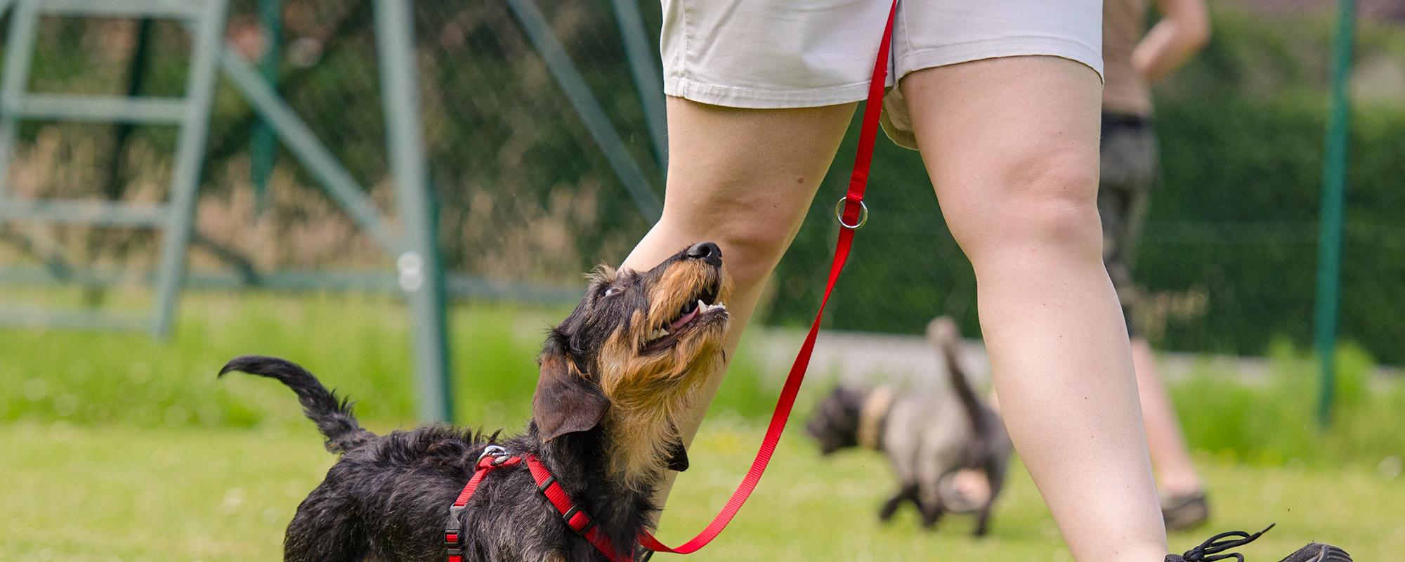 was muss ich bei der sucher einer hundeschule beachten