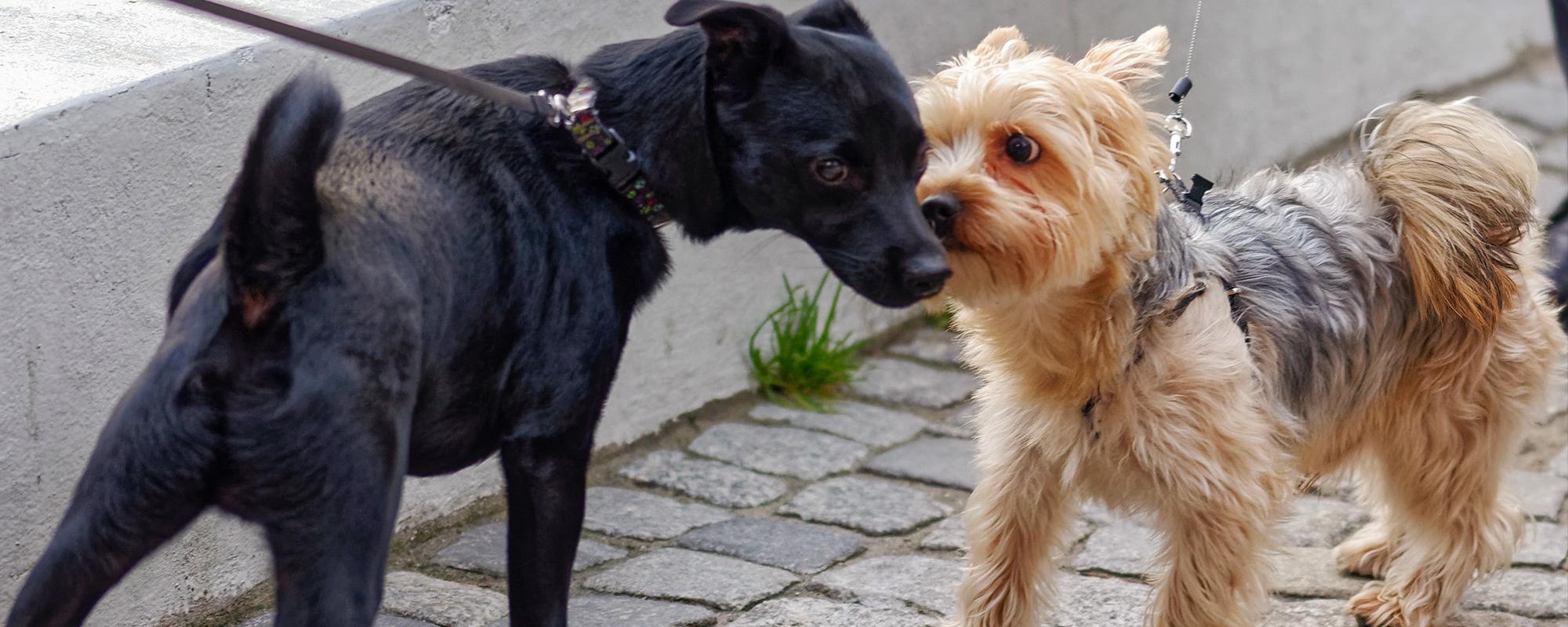 hunde treffen sich Verhaltensregeln für Hundehalter