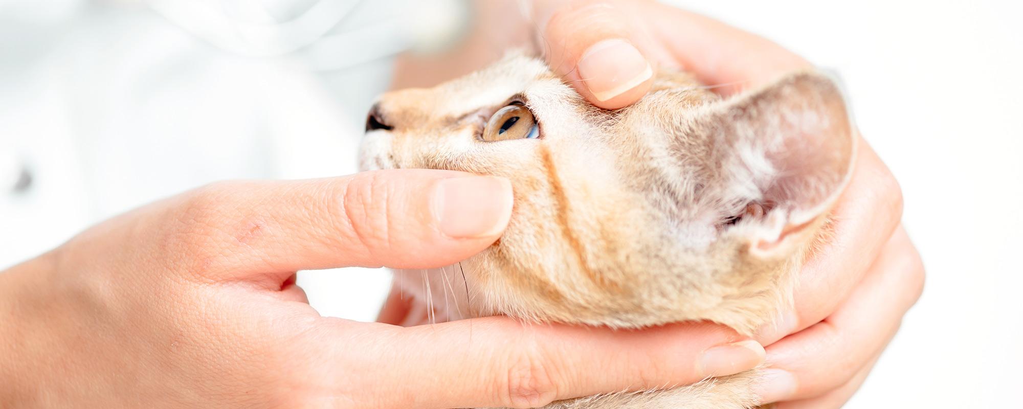 Alles über Augenerkrankungen bei Hund und Katze Petfinder
