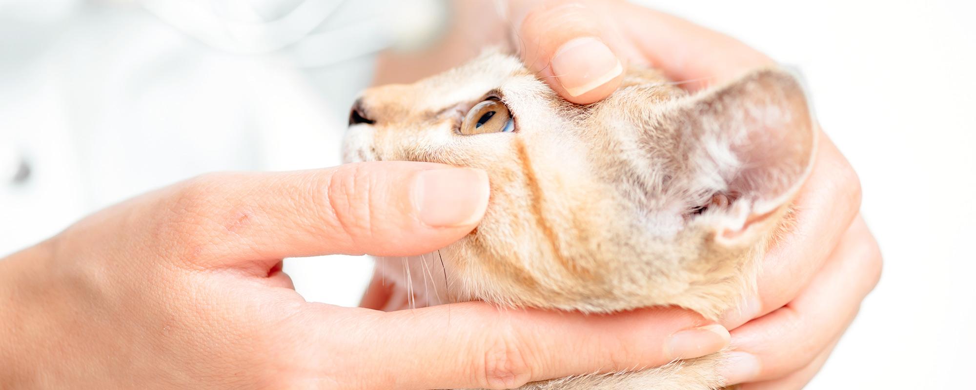 katze beim augenarzt Augenerkrankungen bei Hund und Katze