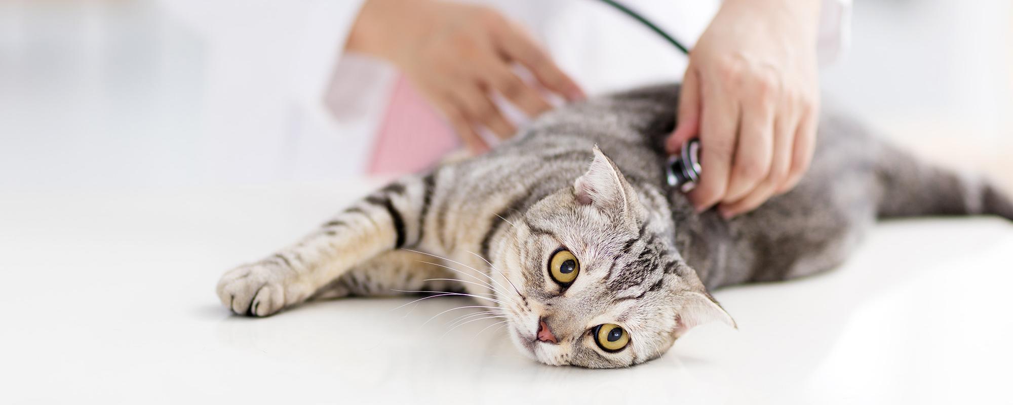 Katze beim Tierarzt