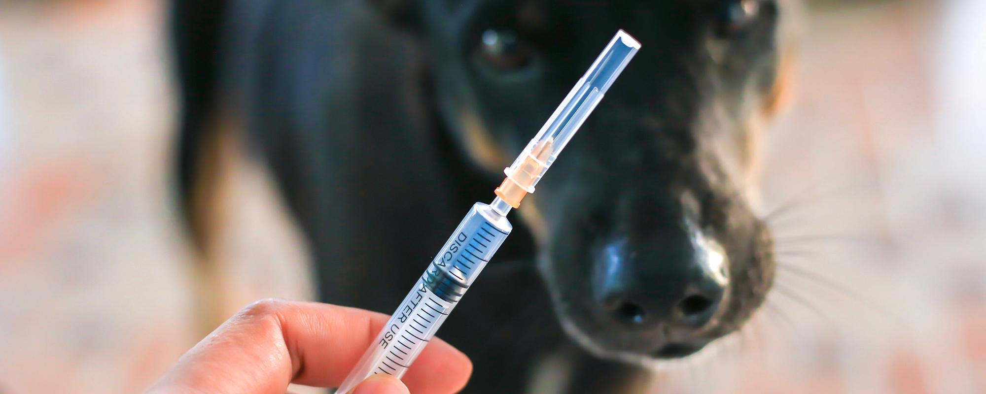 Spritze Hund Tierarzt Diabetes bei Hund und Katze