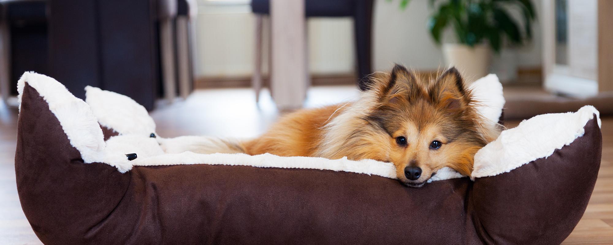 hund im körbchen die ersten tage eines hundes im neuen zuhause