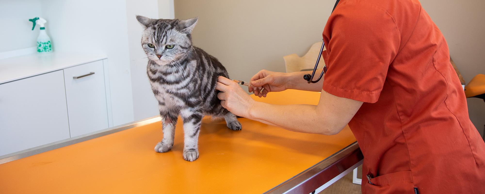 katze impfen katze wird beim Tierarzt geimpft