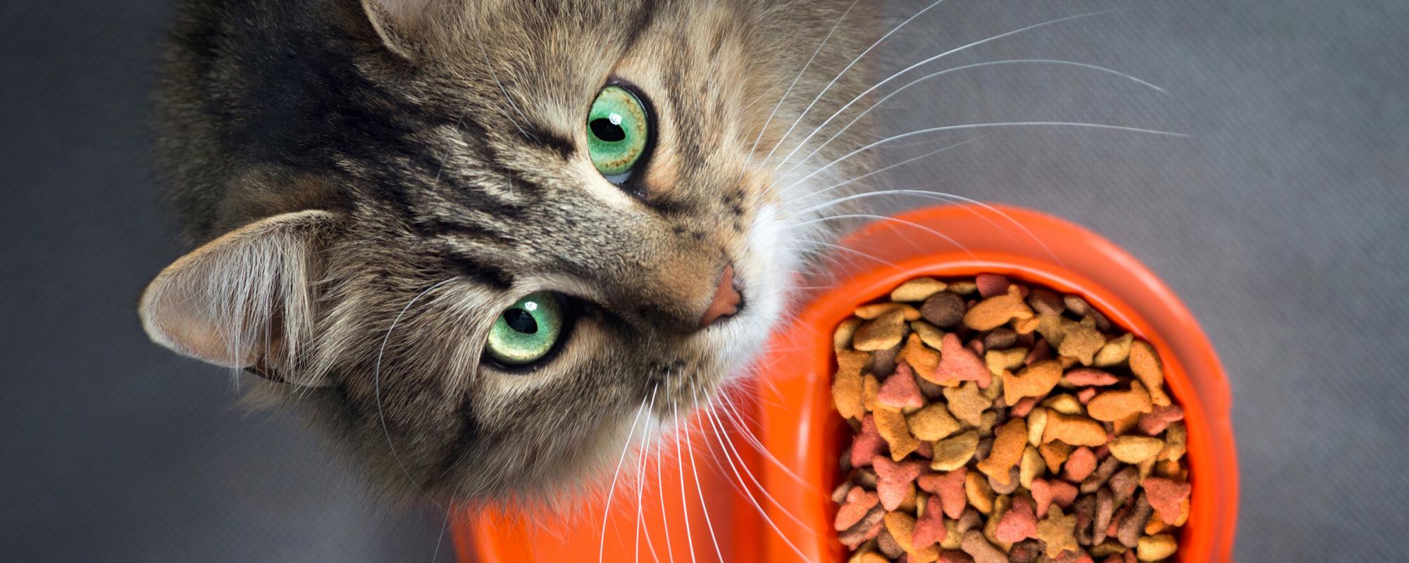 katze vor futternapf Wenn Katzen Trockenfutter erhalten, ist es wichtig, dass sie genügend trinken. Es empfiehlt sich deshalb, mehrere Trinkstellen in der Wohnung verteilt aufzustellen, um die Katze zum Trinken zu animieren.