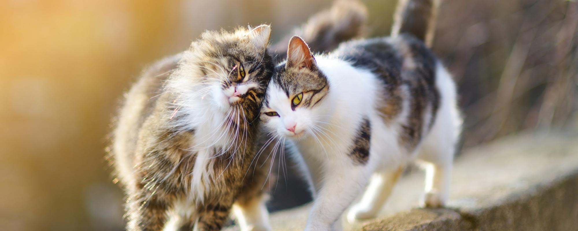 katzen reiben ihre köpfe aneinander