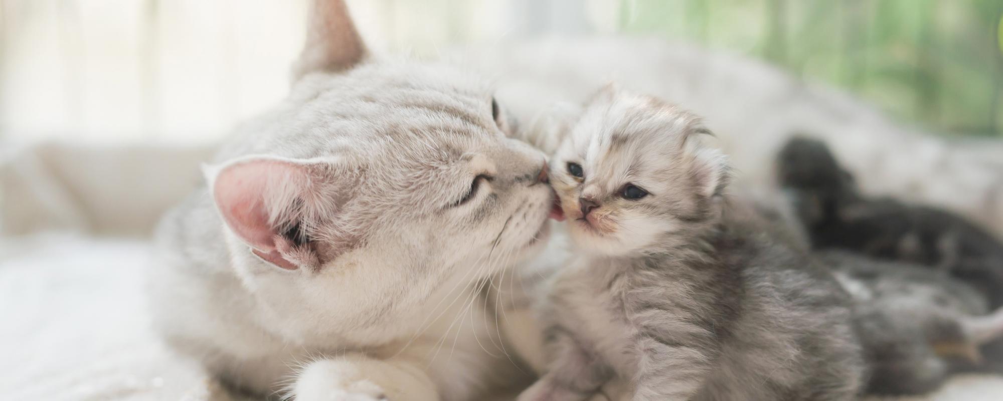 katzenmutter mit junge die katzenmutter umsorgt ihr kitten