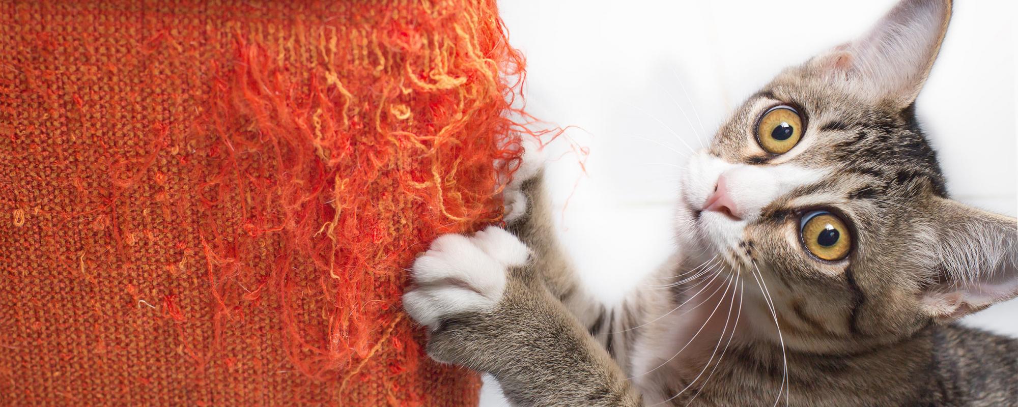 Katze kratzt am sofa Katzen lassen sich nur schwer erziehen