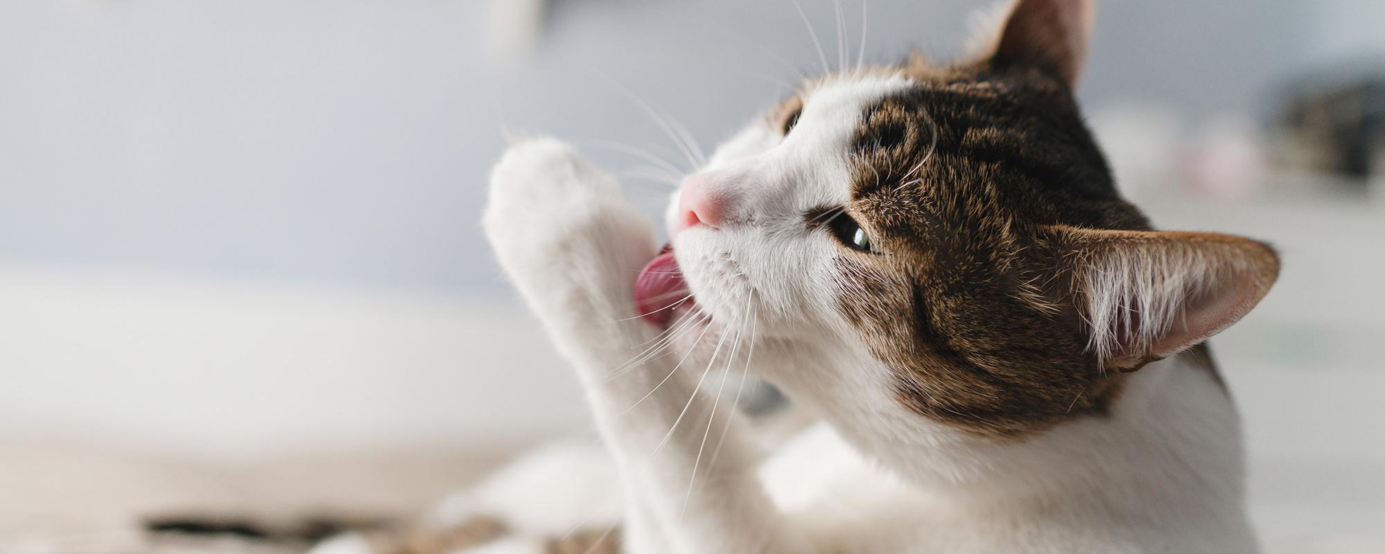 katze putzt sich
