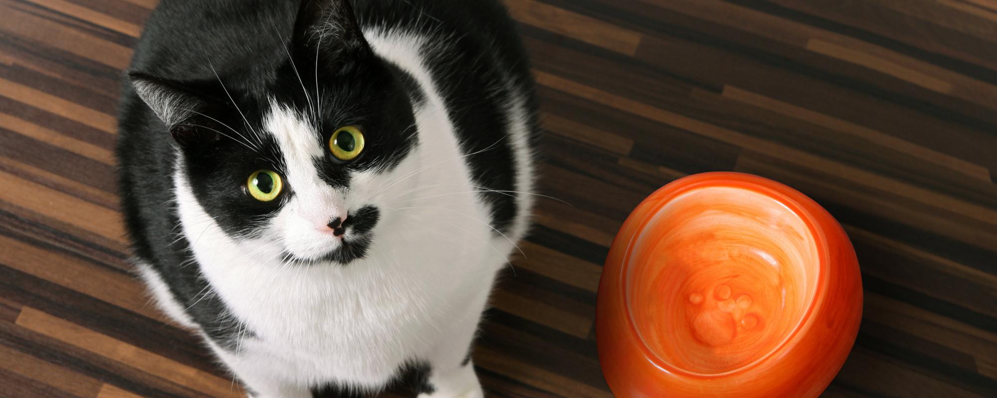 katze übergewicht vor fressnapf Folgen von Übergewicht bei Katzen