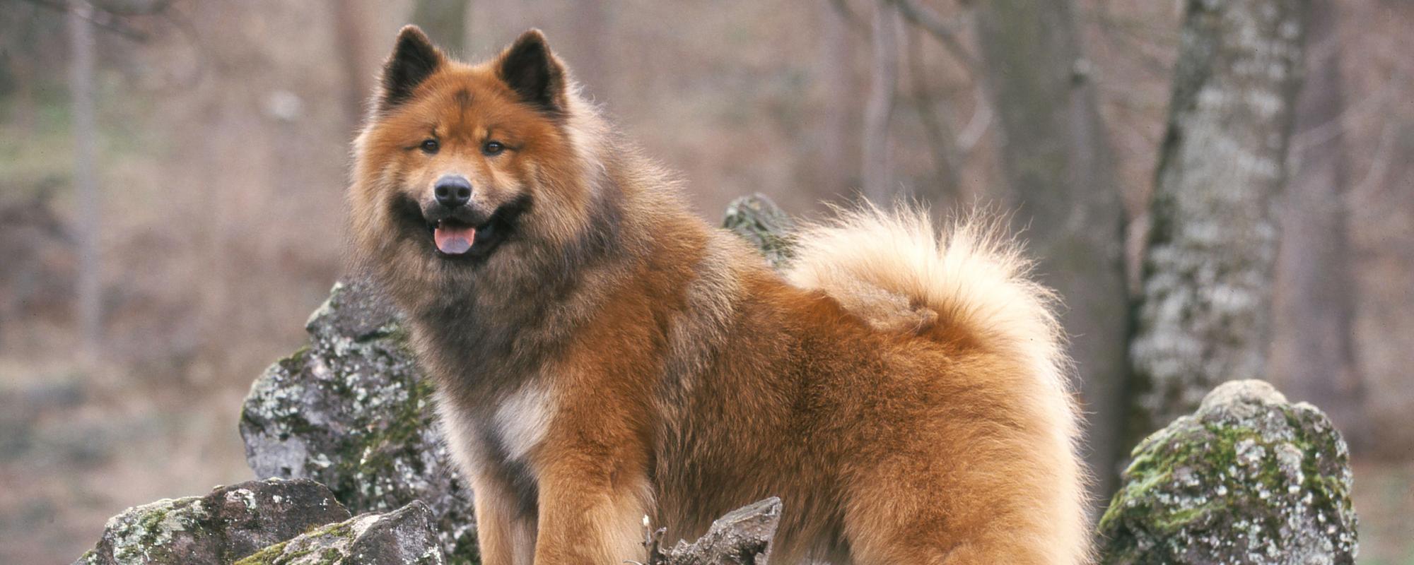 hunderasse eurasier hunderassen portrait eurasier