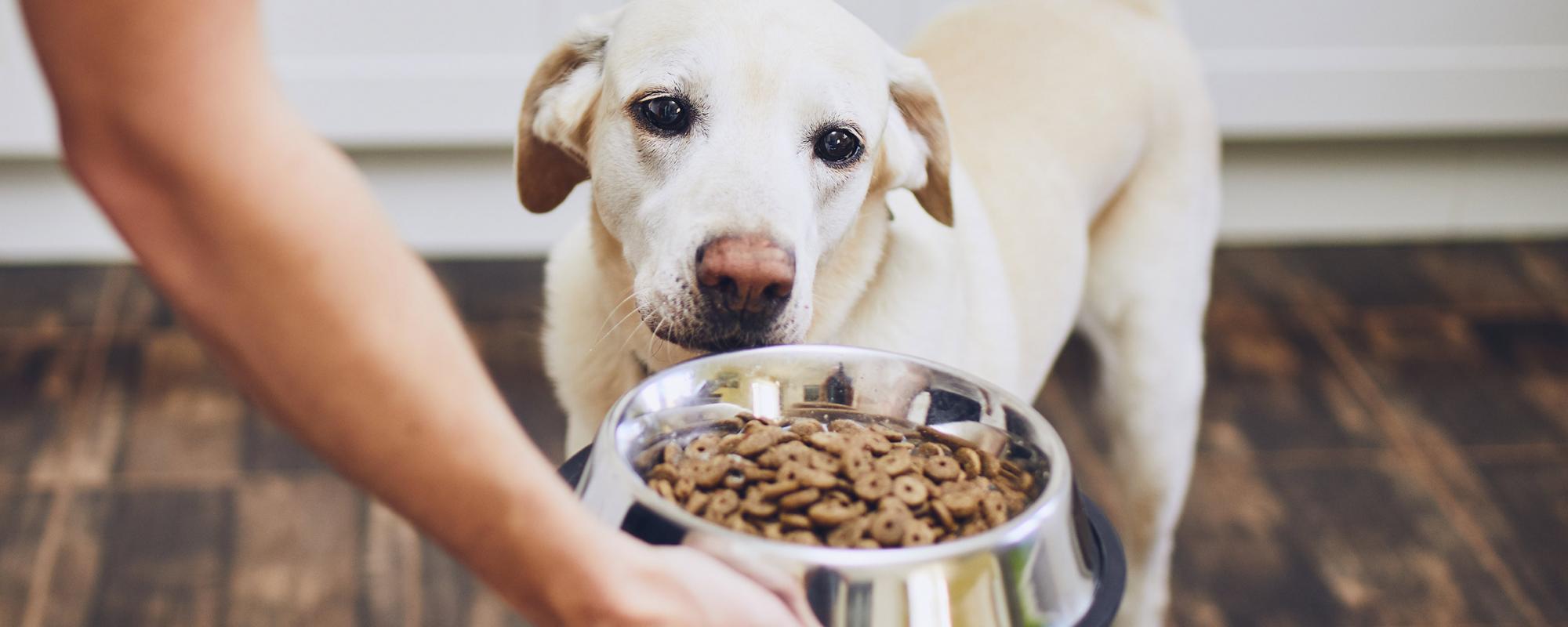 hundefutter Fertigfutter für Hunde - wie gut ist es?
