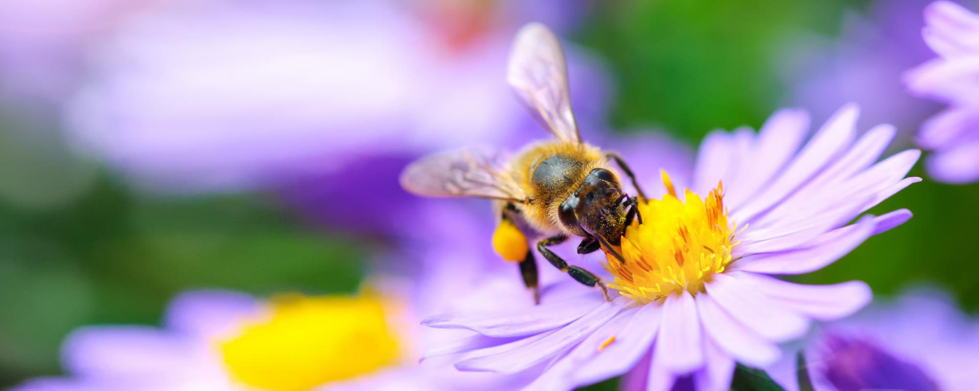 wildbiene Garten anlegen für Wildbienen