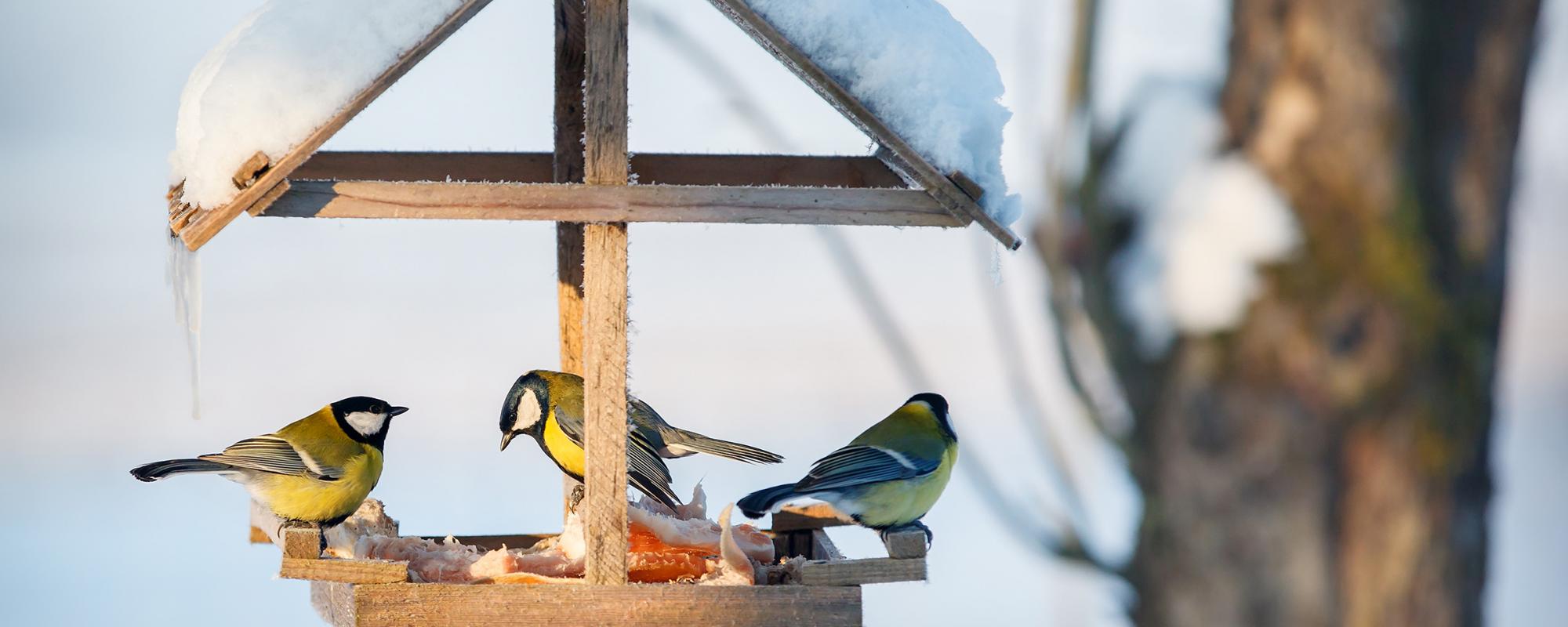 voegel-fuettern-winter Vögel sollte man im Winter füttern
