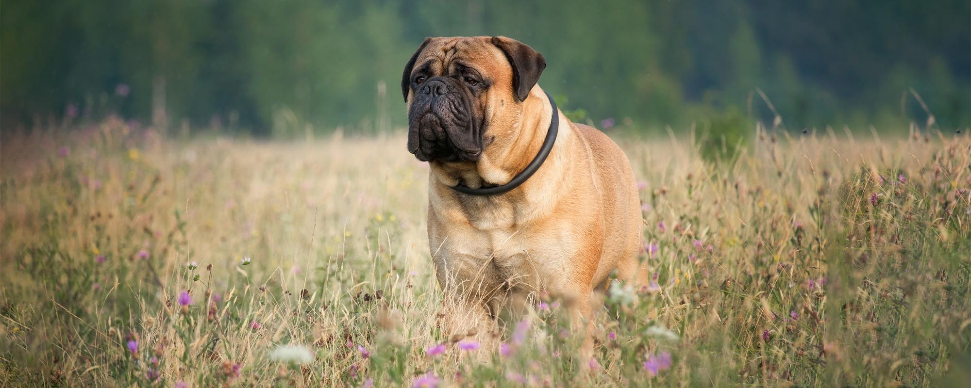 bullmastiff Rasseportrait Bullmastiff