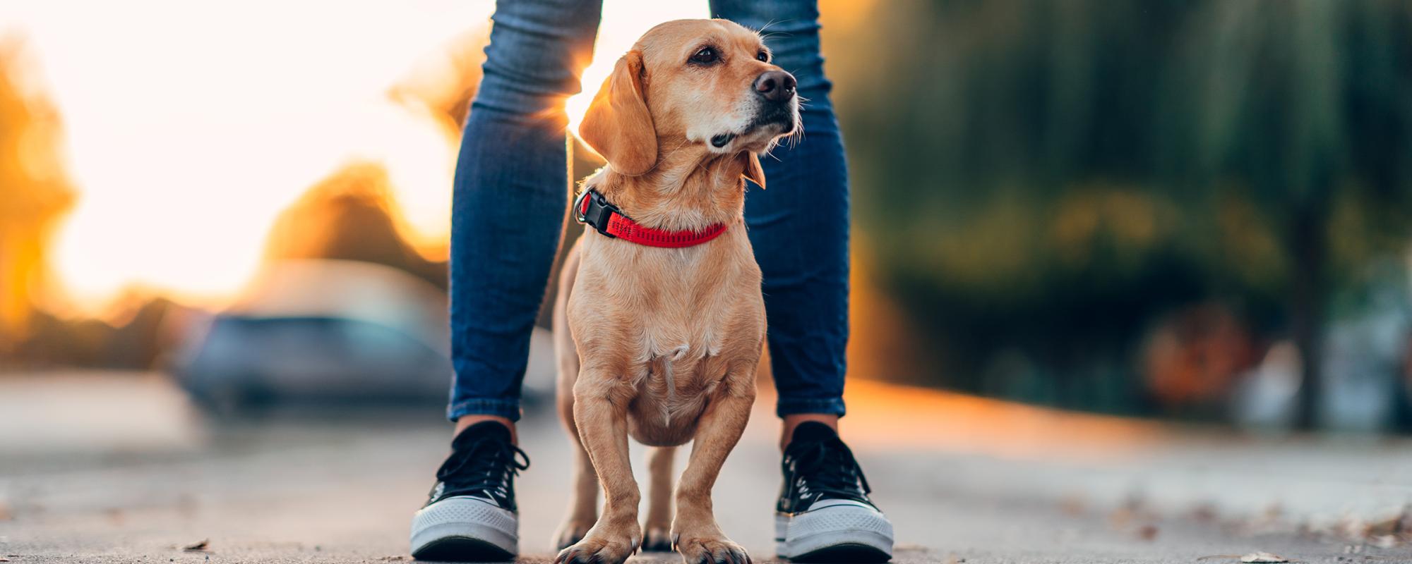 hund hunde erziehen
