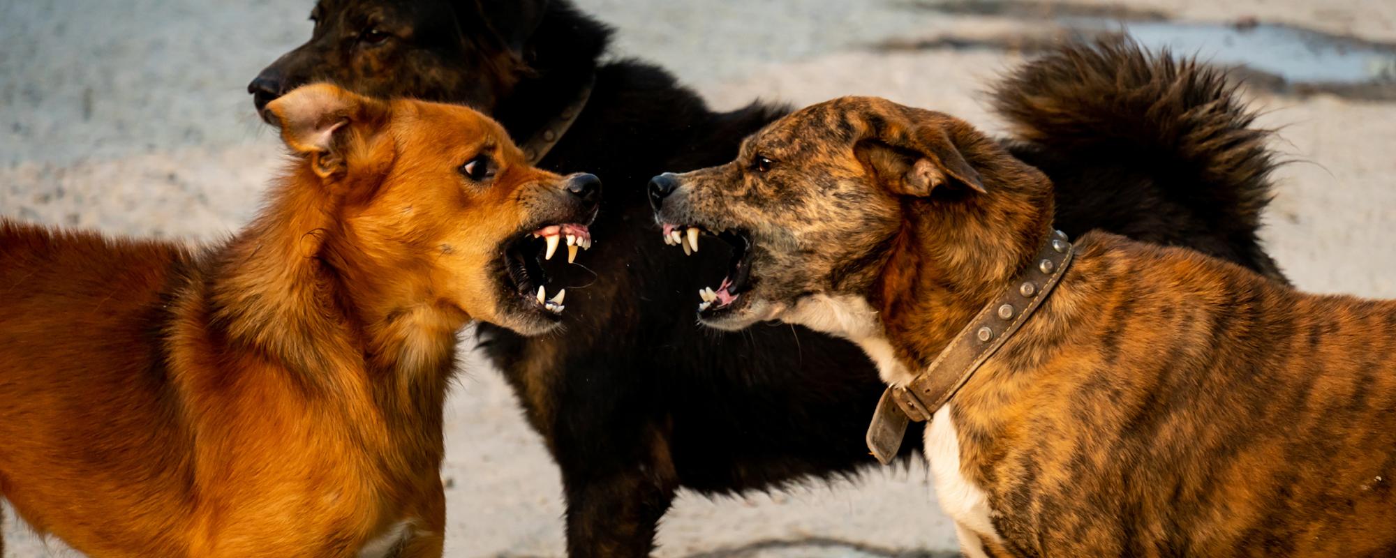 hunde streiten - bissverletzungen